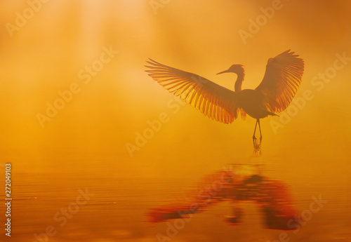 Beautiful bird Dancing in lake at sunrise in Misty morning © tahir
