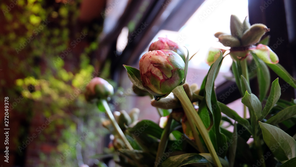 Obraz premium Beautiful pink peony buds waiting to bloom.