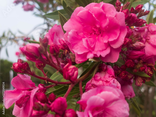 Pink flowers of common peonys. Paeonia officinalis