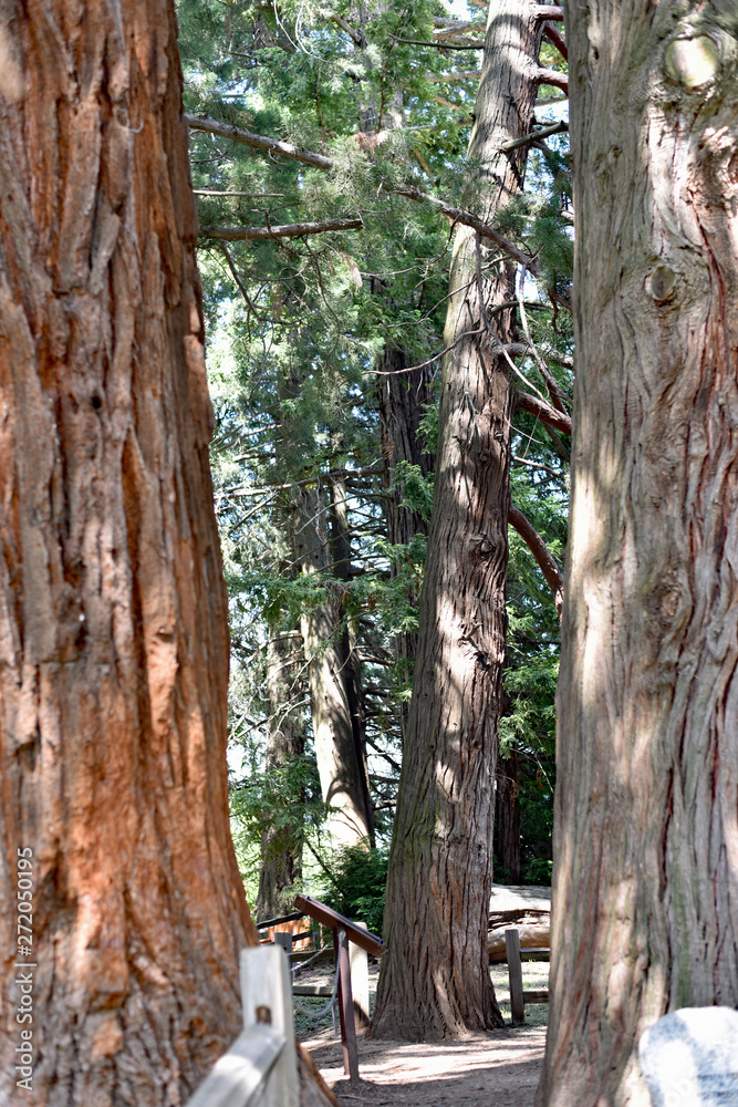 Obraz premium Path through the Redwoods