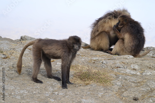 Ethiopia. Gelada is a rare species of Primate. It lives exclusively on the mountain plateaus of Ethiopia, in the mountains of Siemens.