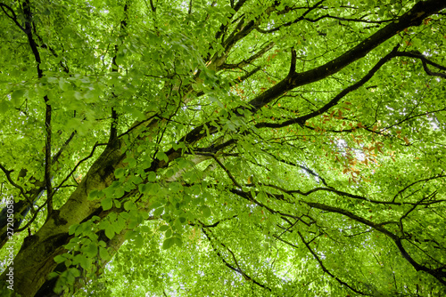 Looking up from beneath a lush beech tree (Fagus sylvatica) with its leaves back lit by the early morning sunshine.