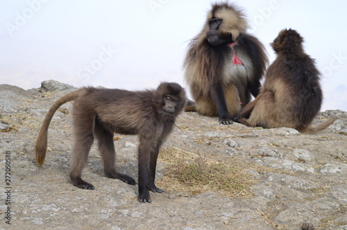 Ethiopia. Gelada is a rare species of Primate. It lives exclusively on the mountain plateaus of Ethiopia  in the mountains of Siemens.