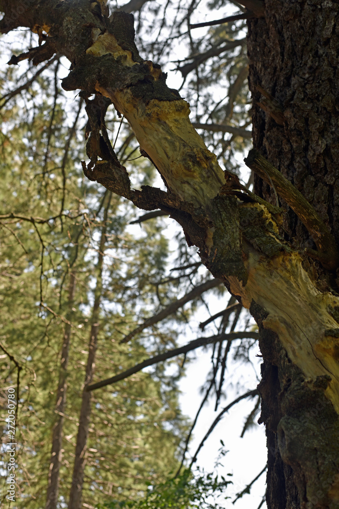 Pine Tree with Bark falling off Pine Tree with Bark falling off