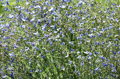 Baby Blue Eyes Wildflowers