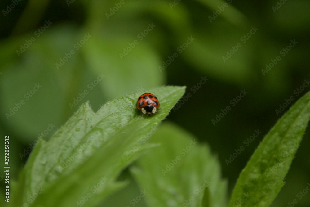 ladybug on green leaf ladybug on green leaf