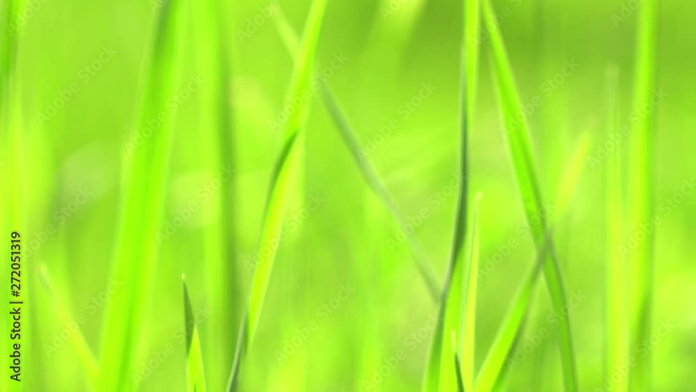 Vibrant green grass close-up. Green grass macro. Abstract natural background of green grass and beauty blurred bokeh. Summer.Beautiful view. Vibrant green grass close-up. Green grass macro. Abstract natural background of green grass and beauty blurred bokeh. Summer.Beautiful view.