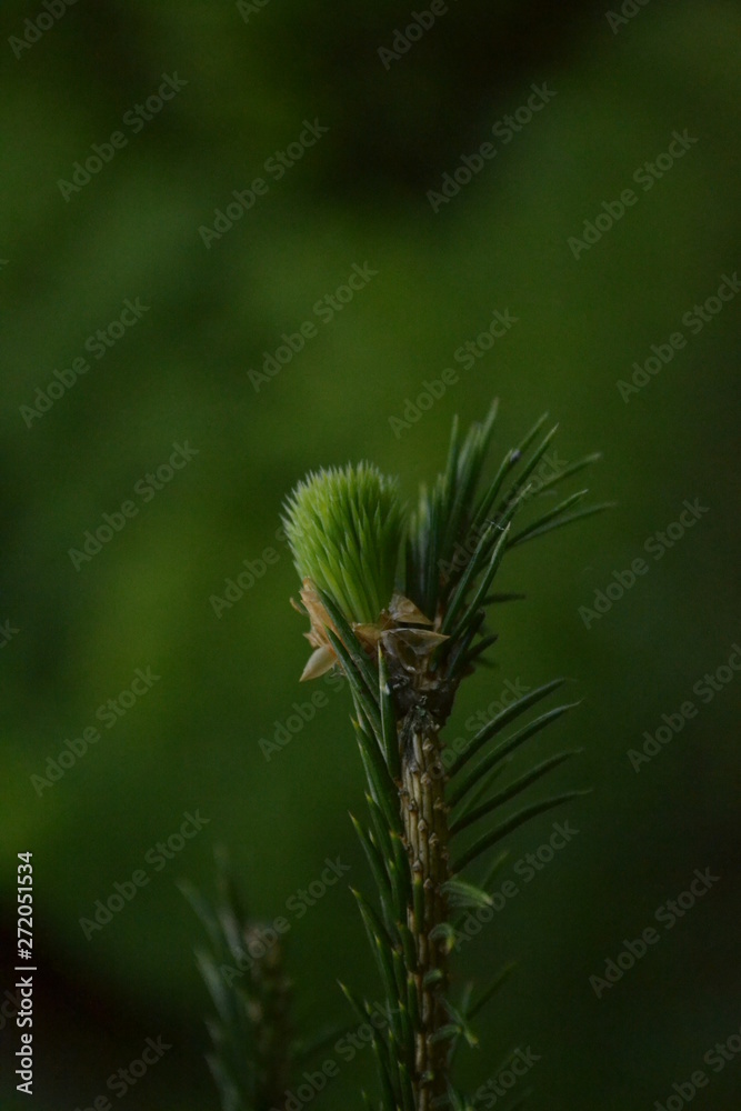 young pine branch in spring young pine branch in spring