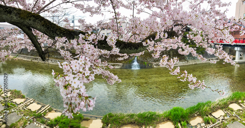 桜満開の飛騨高山の風景