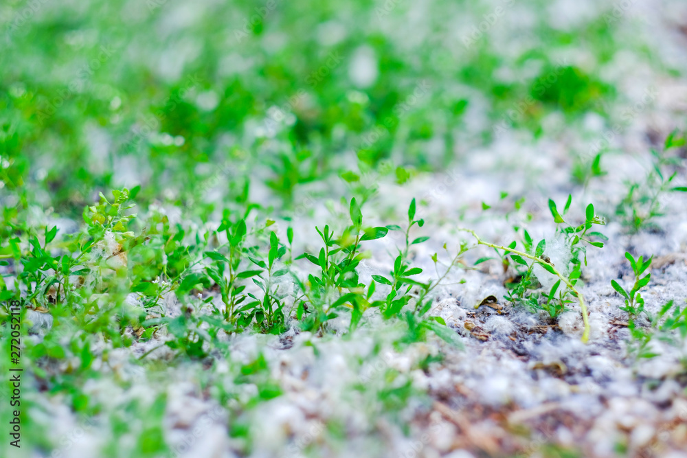 Green grass in poplar fluff. Green grass in poplar fluff.