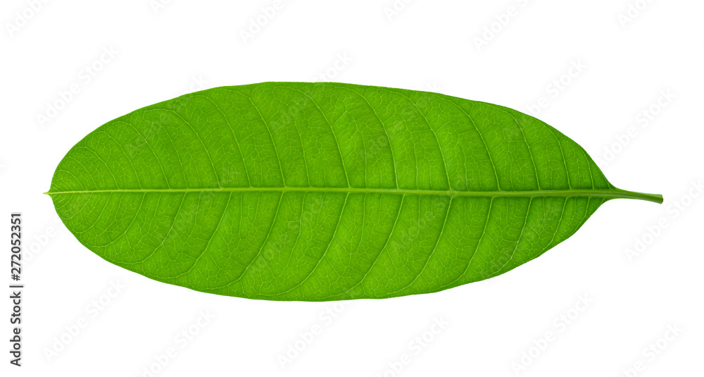 Obraz premium Fresh green mango leaf isolated on white background