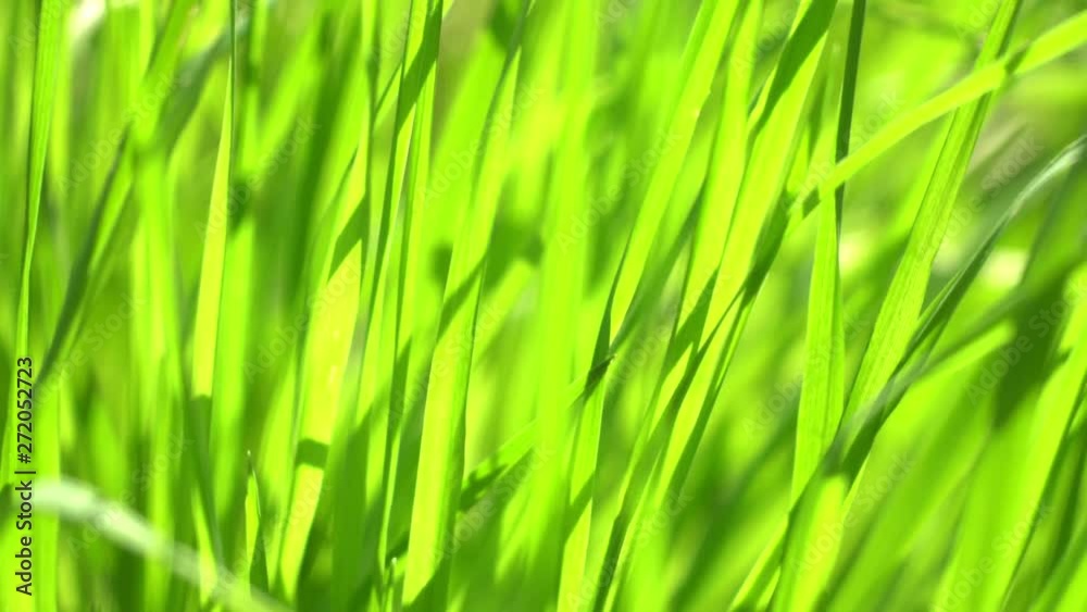 Vibrant green grass close-up. Green grass macro. Abstract natural background of green grass and beauty blurred bokeh. Summer.Beautiful view. Vibrant green grass close-up. Green grass macro. Abstract natural background of green grass and beauty blurred bokeh. Summer.Beautiful view.