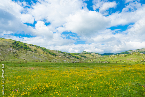 Altopiano di Rascino  Rieti  Italy  - The extended plateau of Rascino lake  over a thousand meters high  in the mountains between Lazio and Abruzzo region  province of Rieti  with spring flowering