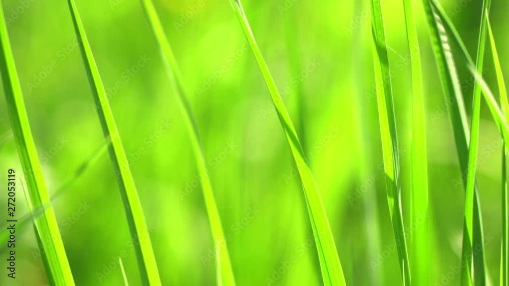 Vibrant green grass close-up. Green grass macro. Abstract natural background of green grass and beauty blurred bokeh. Summer.Beautiful view. Vibrant green grass close-up. Green grass macro. Abstract natural background of green grass and beauty blurred bokeh. Summer.Beautiful view.