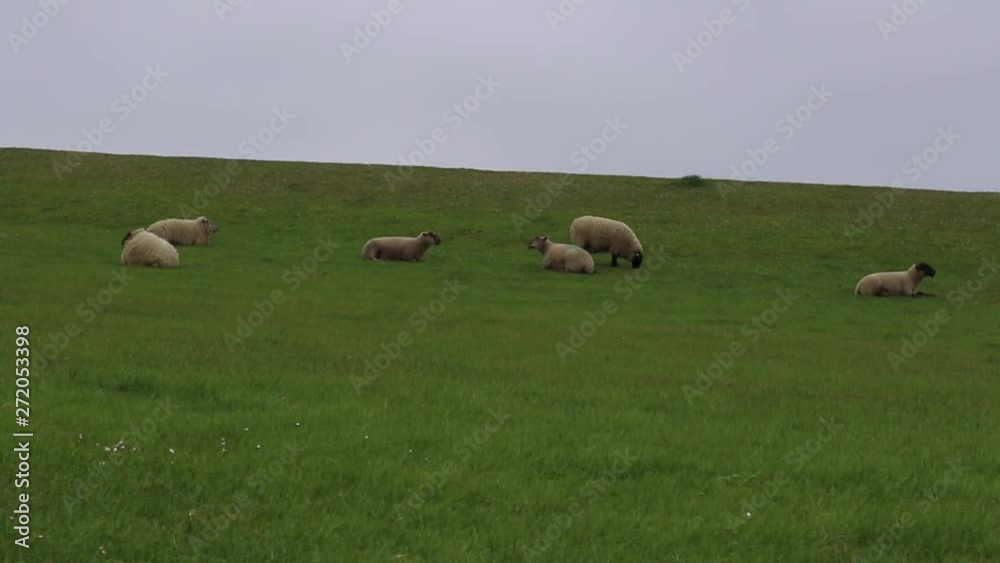 Small herd of sheeps grassing at the dike at the north sea in lower saxony in germany