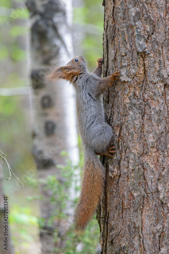 Little gray squirrel on a tree trunk. © a_mikhail