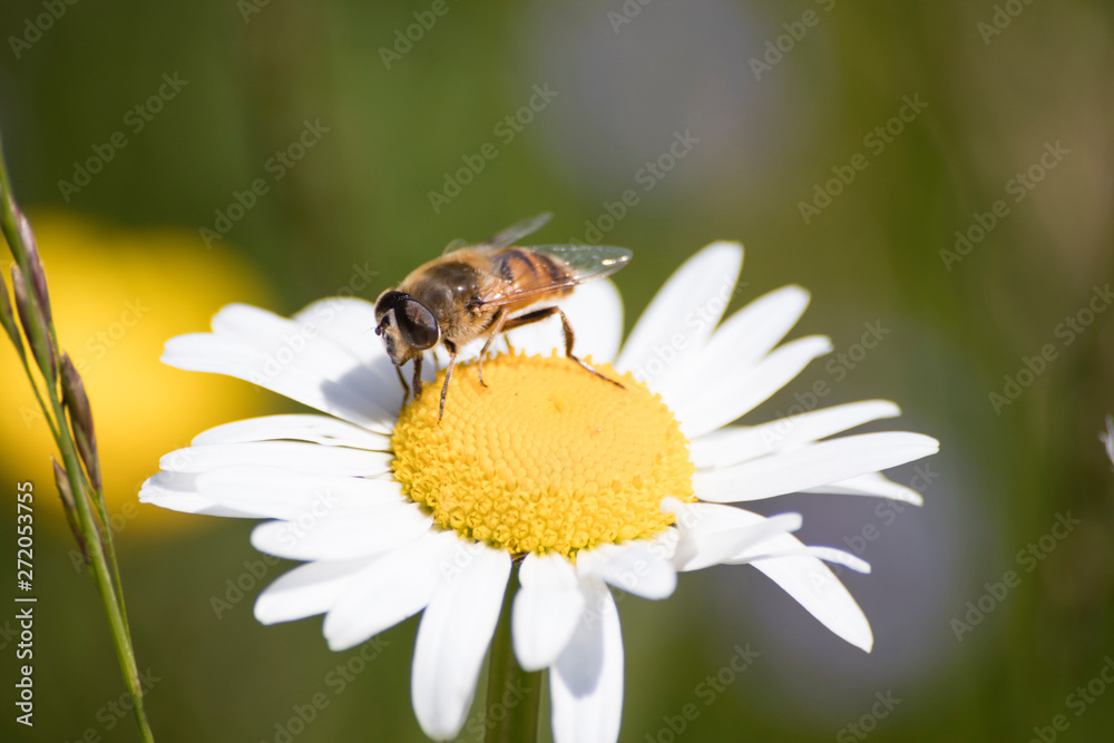 Detailed bug on a daisy flower during spring Detailed bug on a daisy flower during spring