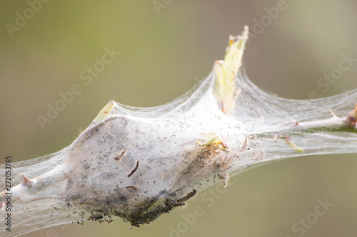 Bugs processionary nest in a natural environment photo