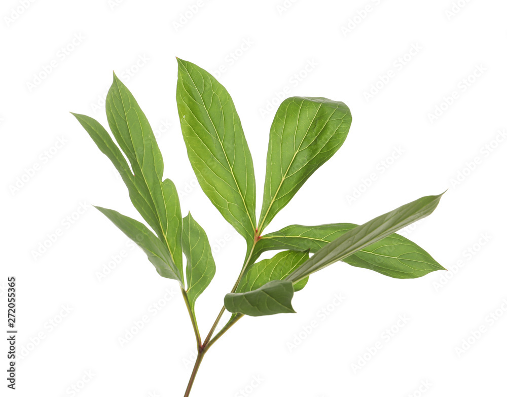 Fresh green peony leaves on white background Fresh green peony leaves on white background