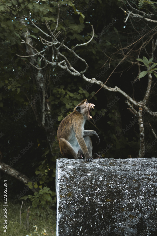 Obraz premium Angry monkey