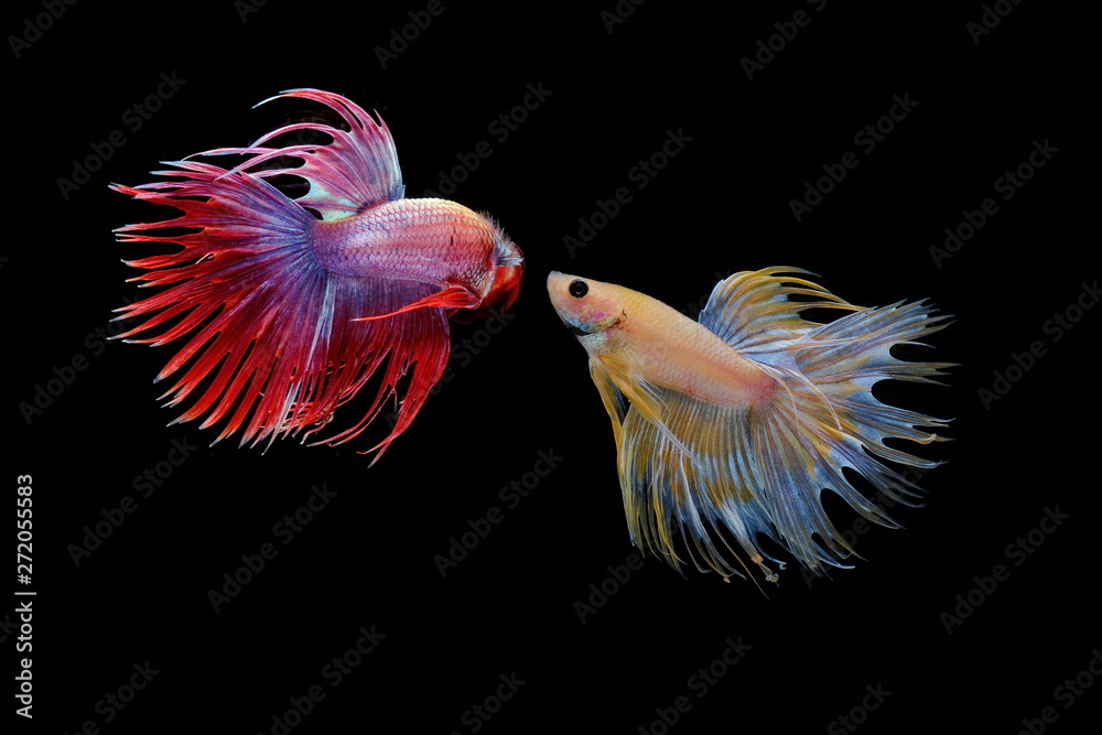 Siamese fighting fish, Betta splendens,yellew fish on a black background, Halfmoon Betta, Siamese fighting fish, Betta splendens,yellew fish on a black background, Halfmoon Betta,