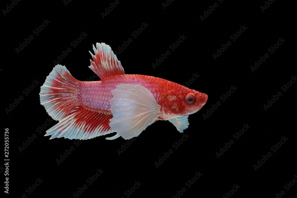 Siamese fighting fish, red fish, black background Betta splendens, Betta Fish, Halfmoon Betta. Siamese fighting fish, red fish, black background Betta splendens, Betta Fish, Halfmoon Betta.