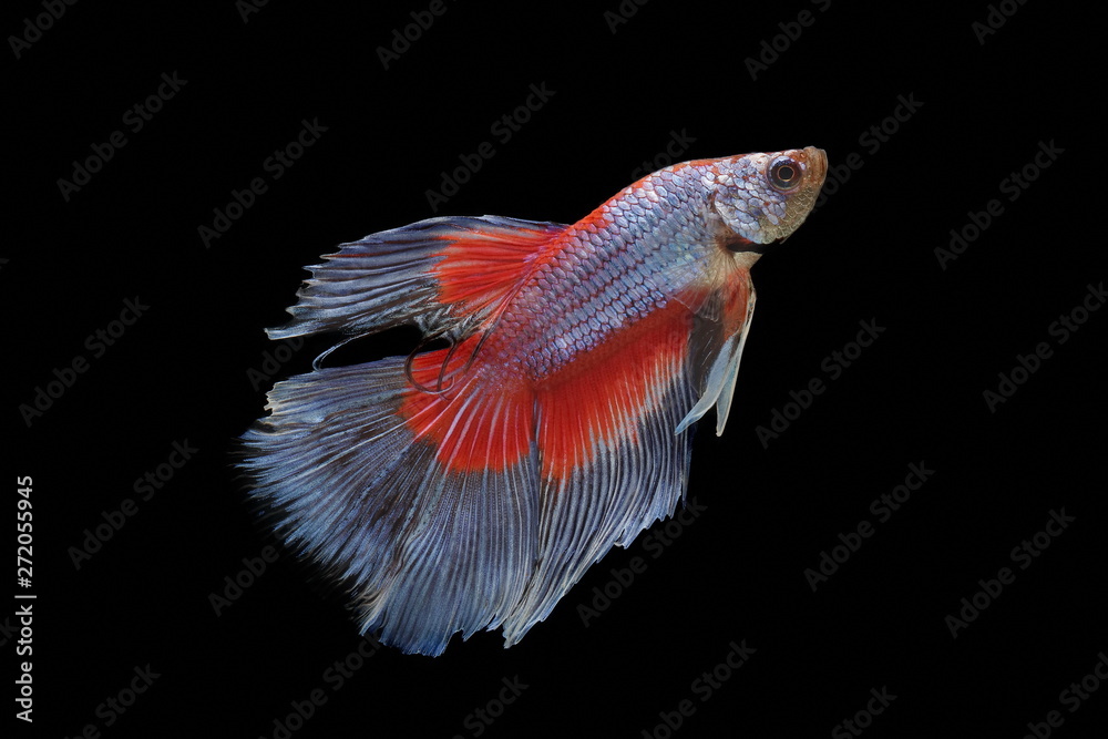 Siamese fighting fish, Betta splendens, colorful fish on a black background, Halfmoon Betta.