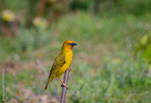 Cape Weaver, Ploceus capensis , sitting on stick looking right and claws clearly displayed © Marion Smith (Byers)