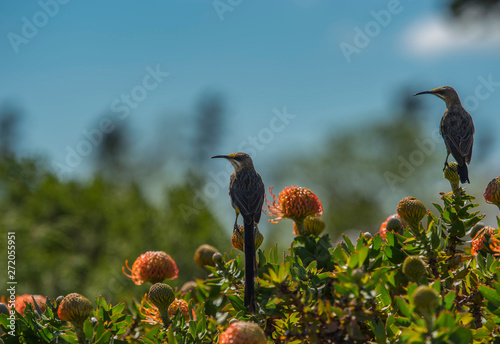 Pair of Cape Sugar birds, Promerops cafer , sitting on top of orange pincushion Protea cynaroides