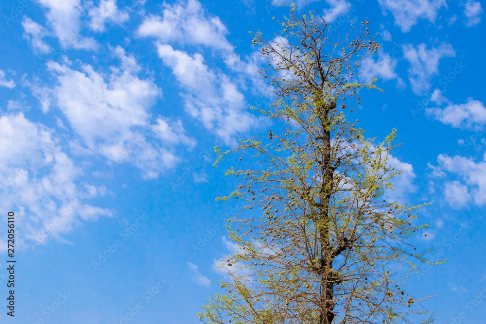 Bael, Aegle marmelos or wood apple fruit tree on bluw sky. Bael, Aegle marmelos or wood apple fruit tree on bluw sky.