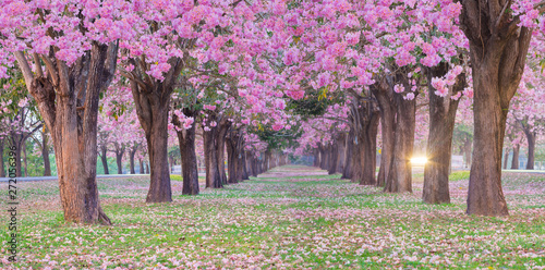 Pink trumpet tree tunnel have pink flower blooming and falling on grass with the sunshine light ray. 