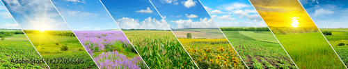 Green field and blue sky with light clouds. Collage.Wide photo.