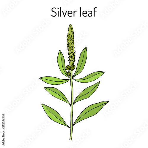 Silver leaf Stillingia sylvatica , or Queen s delight, Yaw root., medicinal plant photo