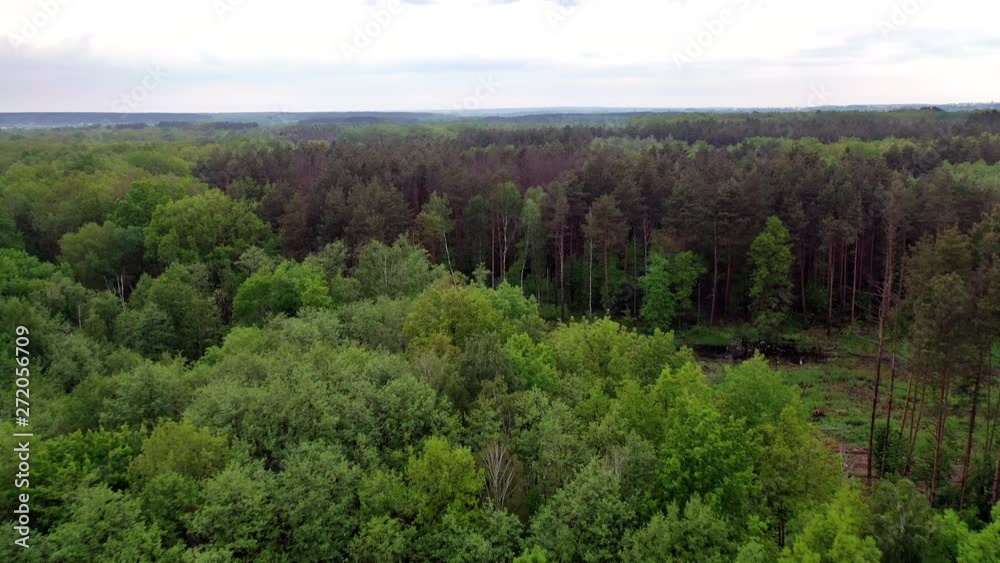 Natural panoramic view of the forest after the rain. Flight over the tops of various trees in woodland outdoors. Motion camera forward. Natural panoramic view of the forest after the rain. Flight over the tops of various trees in woodland outdoors. Motion camera forward.