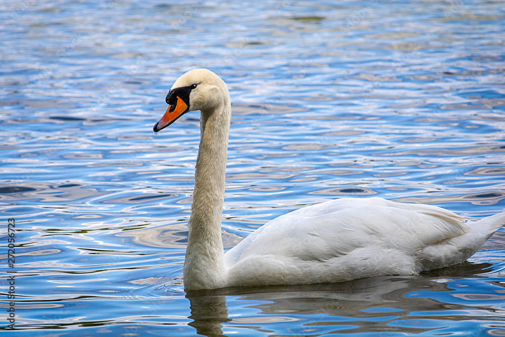 Naklejka premium White Swan on a quiet Lake at afternoon in Summer