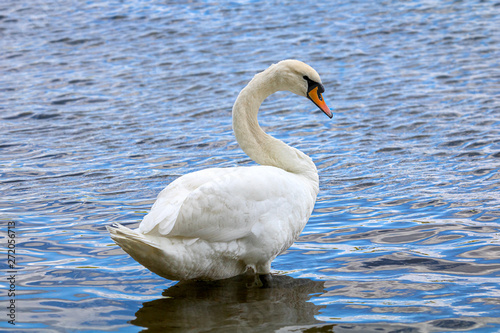 White Swan on a quiet Lake at afternoon in Summer