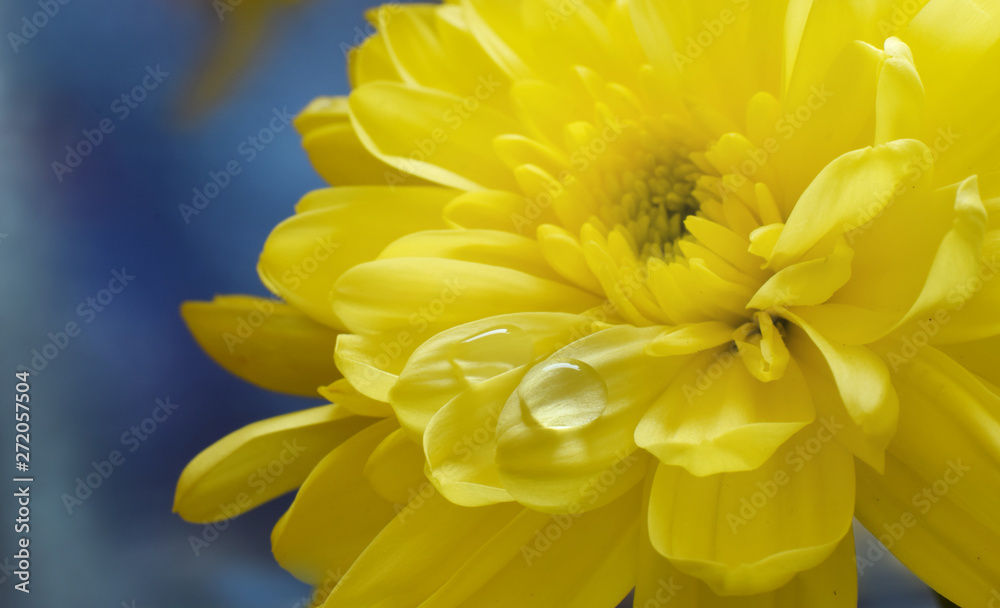 Fototapeta premium Yellow chrysanthemum with water drop on petal atristic background