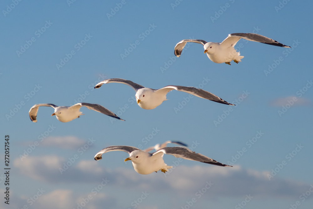 Obraz premium bird_eye_view- Great black-backed gull