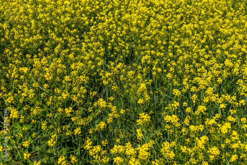 Yellow Wildflower Background in Springtime