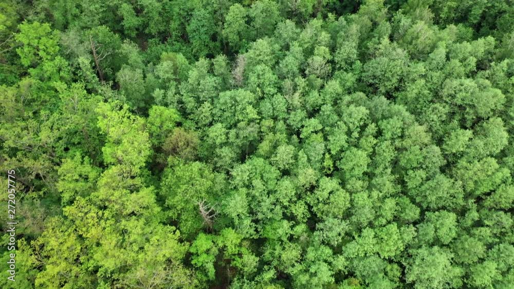Beautiful aerial view of the forest with green trees. Tops of trees in the natural forest in summer. Natural atmosphere in the green forest outdoors. Slow motion.