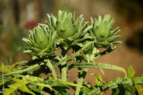 Close-up of Beautiful Artichokes  Globe Artichoke  Nature