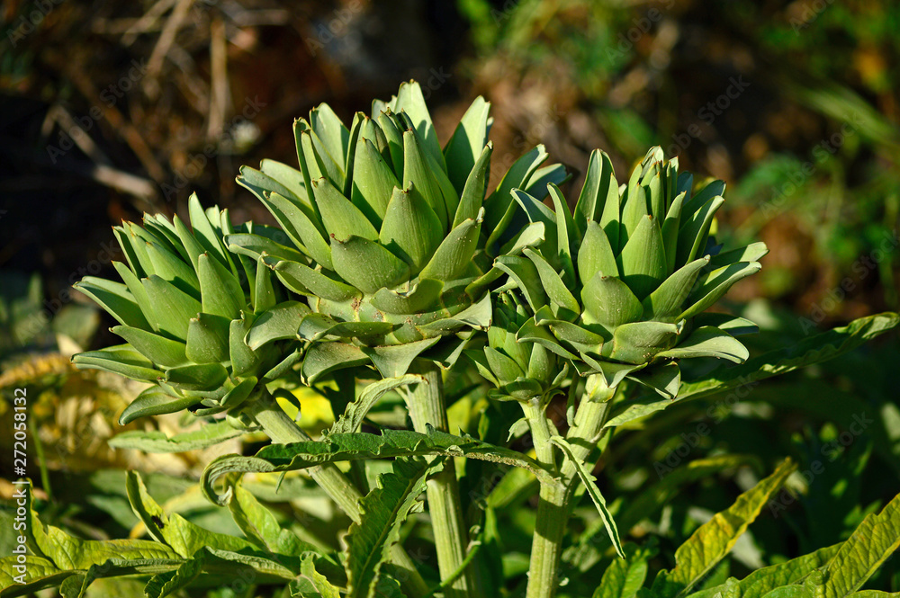 Close-up of Beautiful Artichokes, Globe Artichoke, Nature Close-up of Beautiful Artichokes, Globe Artichoke, Nature