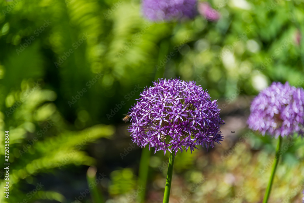 Purple Allium Gigantic In a Garden with Green Background Purple Allium Gigantic In a Garden with Green Background