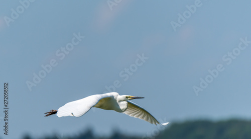 Great White Egret Flying Over a Wetland in Latvia