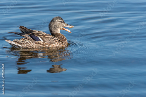 Female Mallard Duck on a Lake