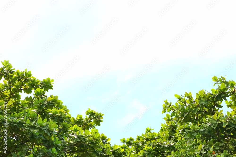 tree with blue sky . tree with blue sky .