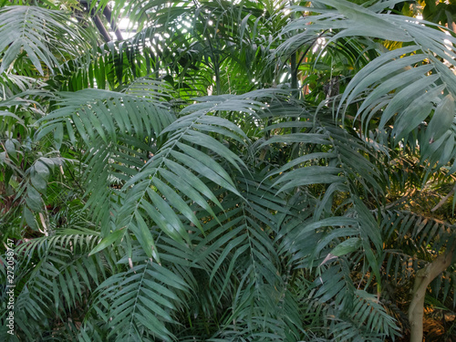 Fototapeta Naklejka Na Ścianę i Meble -  Jungle tropical forest umbrella palm tree leaves in the greenhouse