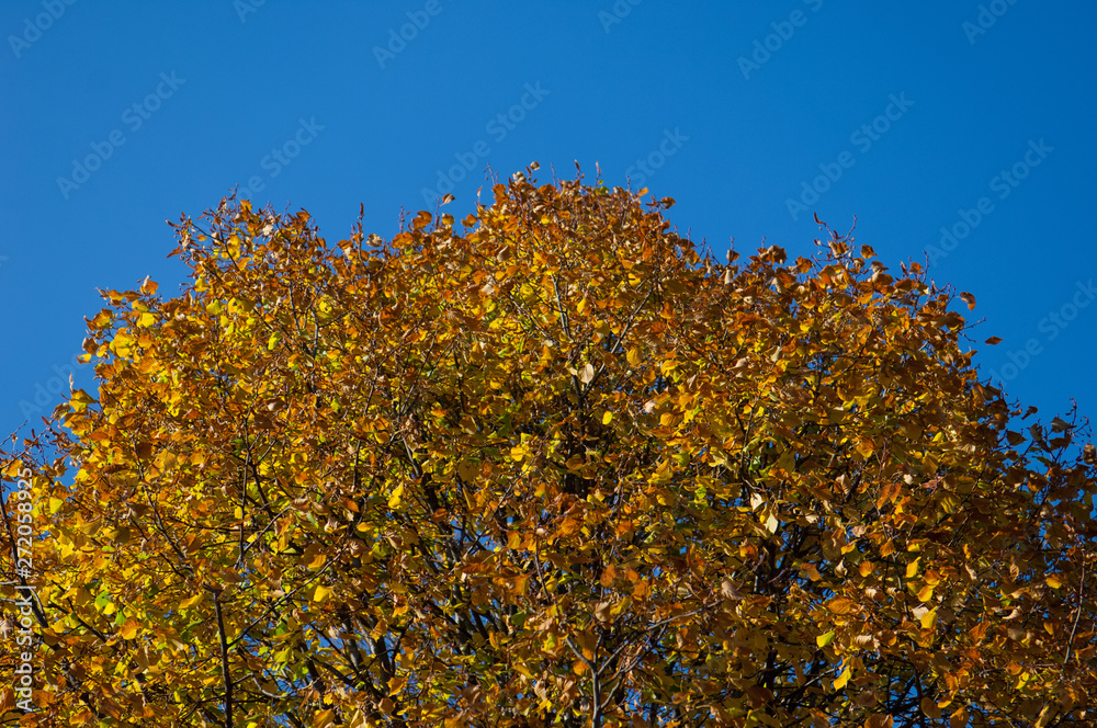 crown of an autumn tree against the sky crown of an autumn tree against the sky