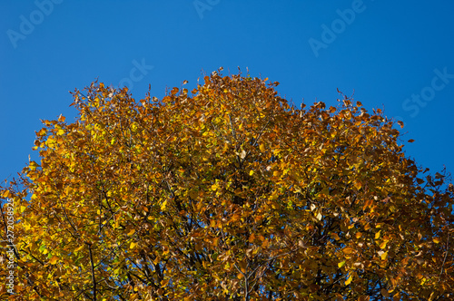 crown of an autumn tree against the sky