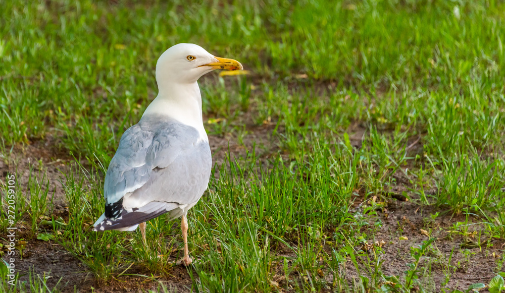 Urban Seagull on a Lawn in Riga Latvia